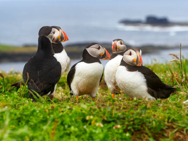 istock Puffins on the island of Lunga, Scotland 1407200741