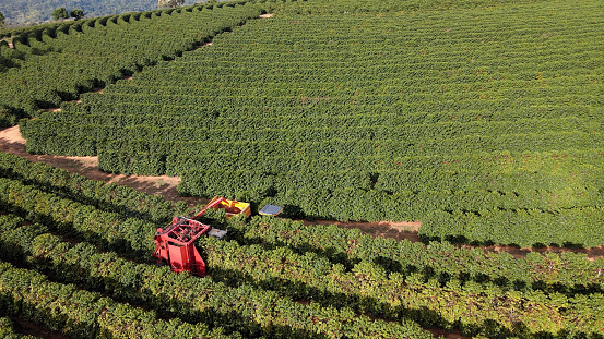 Aerial view of coffee plantation