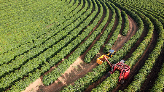 Vista aérea de la plantación de café en Brasil photo