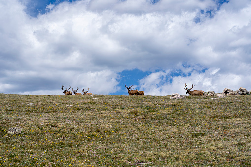 The herd of elk at Rocky Mountain National Park in Colorado