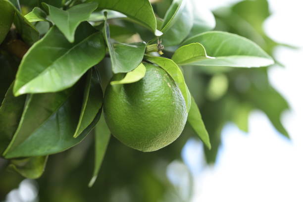 Leaves of a navel orange with a piece of fruit growing on it.