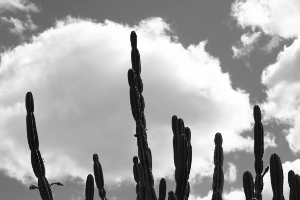 istock Black and white of a cactus 1407204276
