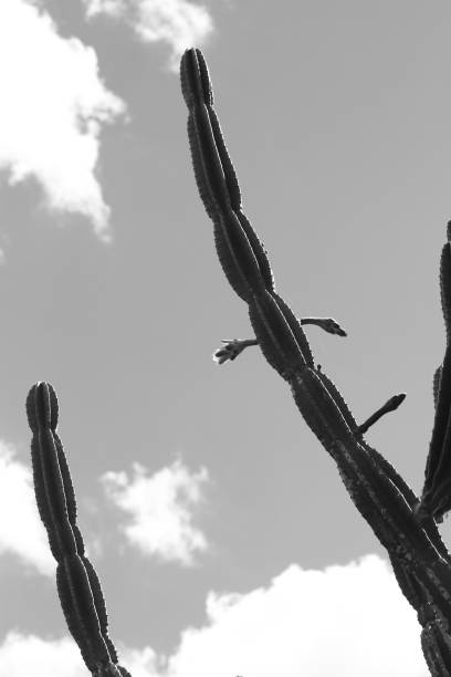 istock Black and white of a cactus 1407204277