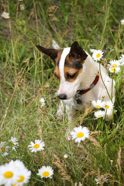 istock Dog sitting in tall grass surrounded by flowers 1407205105