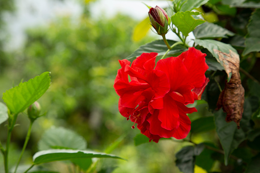 Photo of red Hibiscus or red Papo flower stuffed with green leaves in the background.