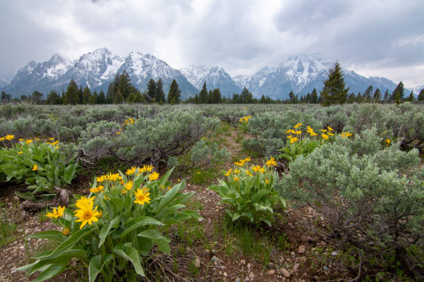 istock Grand Teton Mountain Range with Yellow Flowers 1407206017