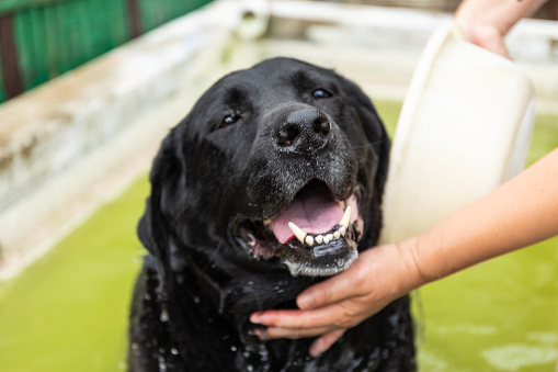 A happy dog relaxes while taking a bath in an onsen which is very good for pets skin and fur.