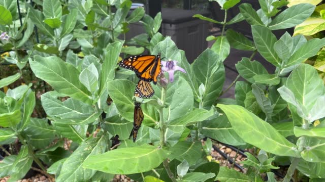Monarch Butterflies on Milkweed plants