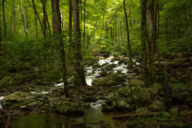 istock Cedar Run Falls Trail River - Shenandoah National Park, Virginia 1407208187