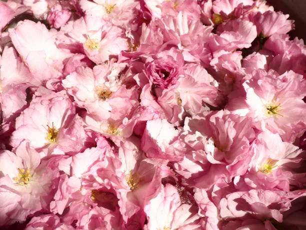 fleurs roses cerise sakura fond. mur de fleurs. mise au point sélective douce. carte postale de noël. pétales roses et étamines jaunes. beau fond. art des pétales. fleur de cerisier de printemps. prunus serrulata - toned image pink sakura cherry blossom photos et images de collection