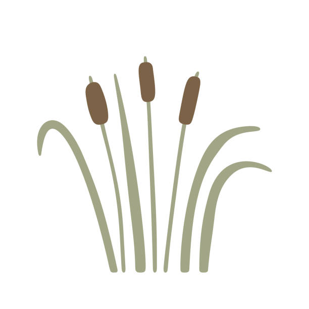 illustrations, cliparts, dessins animés et icônes de plante de roseau de forêt de dessin animé dessinée à la main - grass nature dry tall