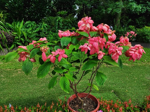 Mussaenda or Nusa Indah pink flowers that bloom beautifully for garden decoration.
