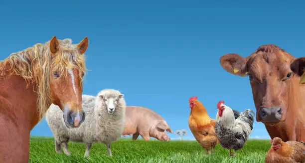 Photo of Farm animals cow  pig sheep chickens horse