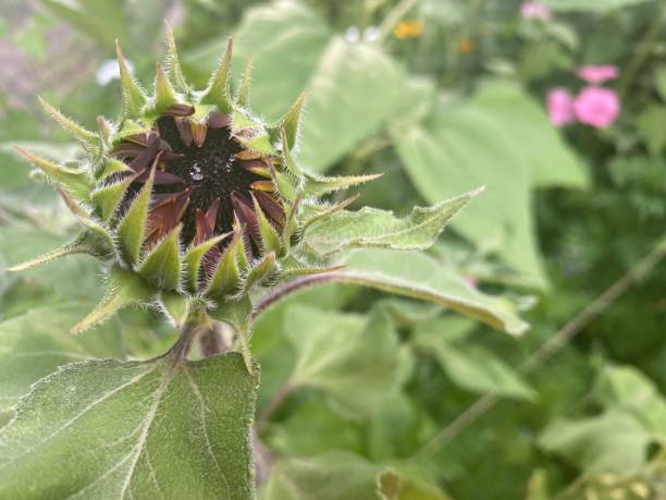 istock Opening Red Sunflower Blossom 1407213347