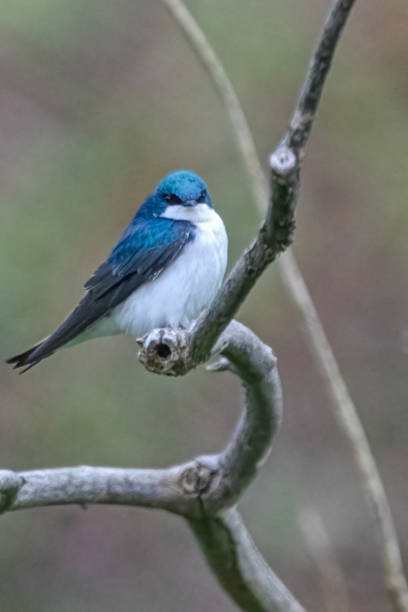 istock tree swallow, Port Coquitlam, British Columbia, Canada 1407214638