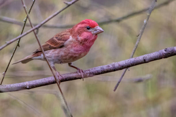 istock House Finch, British Columbia, Canada 1407214640