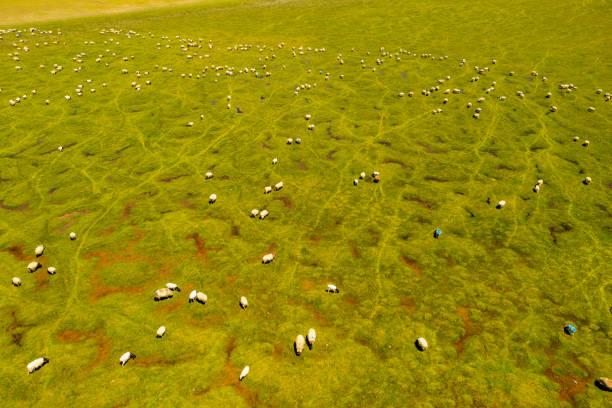 istock Sheep on the prairie with blue sky. 1407215362