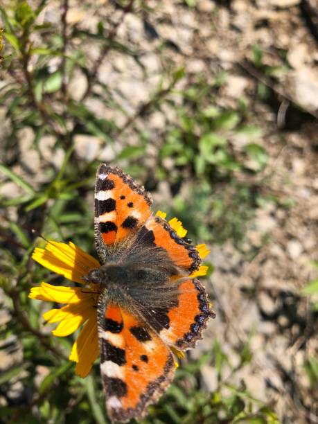 istock A butterfly with spread wings on a flower 1407216293