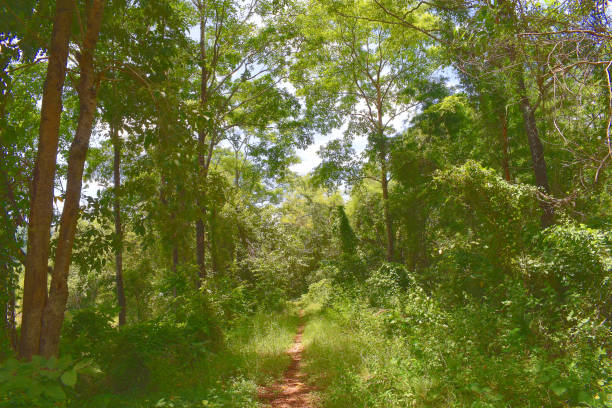 istock Path through the Wilderness, near Lampang, Thailand 1407217204