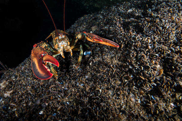 istock Northern Lobster underwater 1407217300