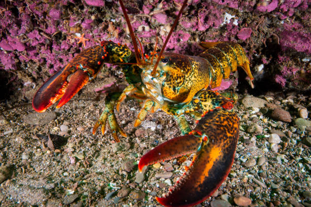 istock Northern Lobster underwater 1407217301