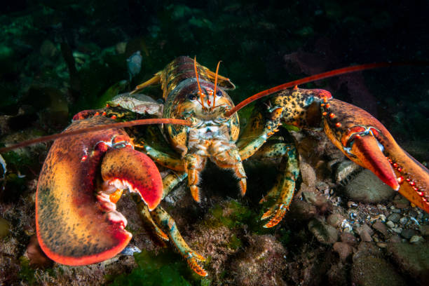 istock Northern Lobster underwater 1407217317