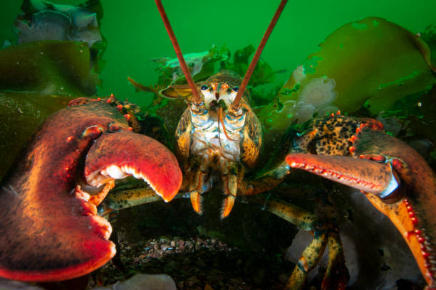 istock Northern Lobster underwater 1407217319