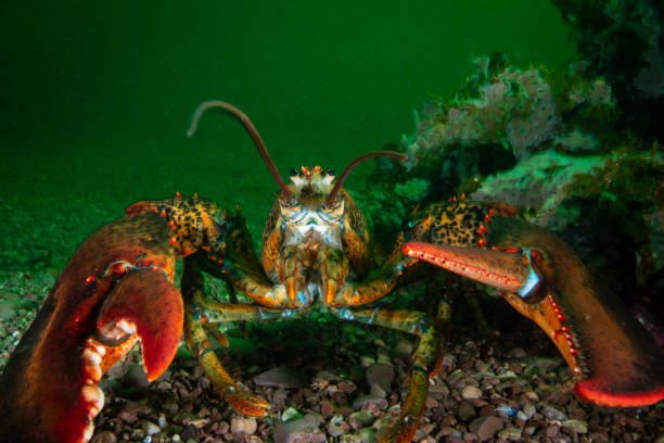 Northern Lobster underwater