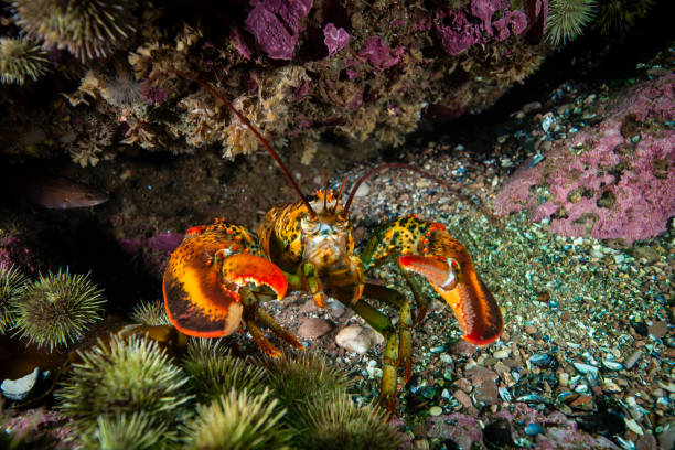 Northern Lobster underwater
