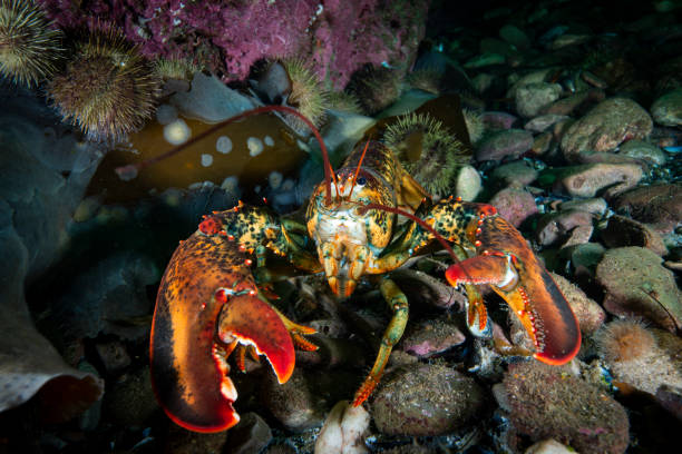 Northern Lobster underwater