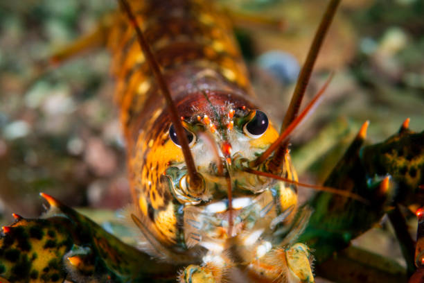 istock Northern Lobster underwater 1407217455