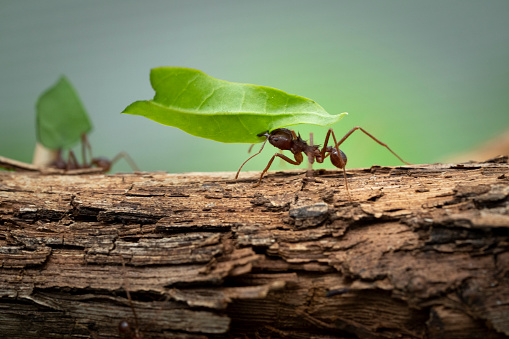 Close-up of a Mexican leaf-cutting ant carrying a leaf back to the nest.