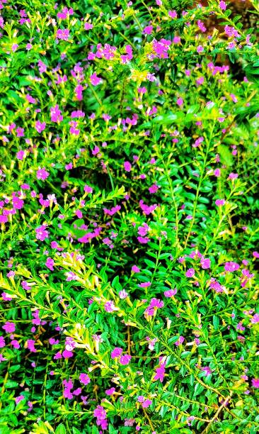 istock Taiwan Beauty flowers 1407221267