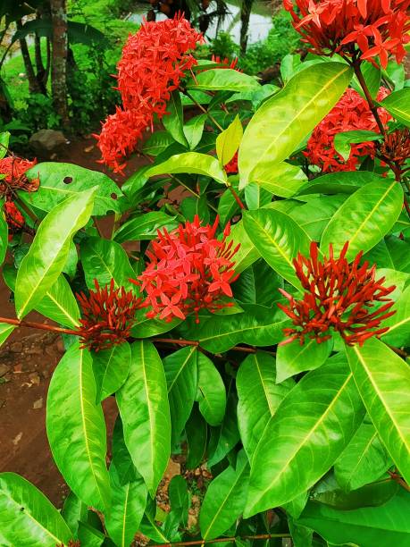 istock beautiful ixora flower 1407221885
