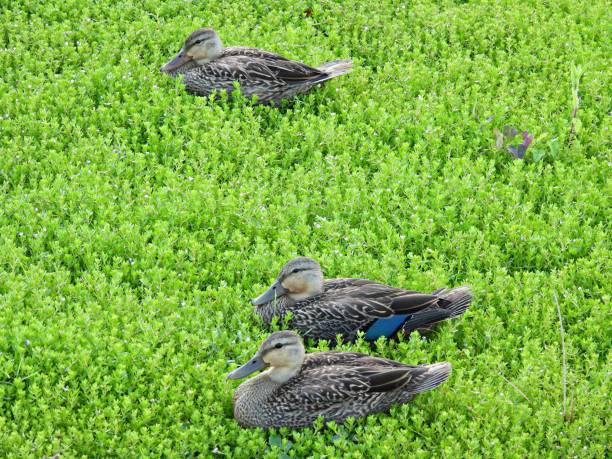 mottled ducks (anas fulvigula) resting in the grass - gevlekte eend stockfoto's en -beelden