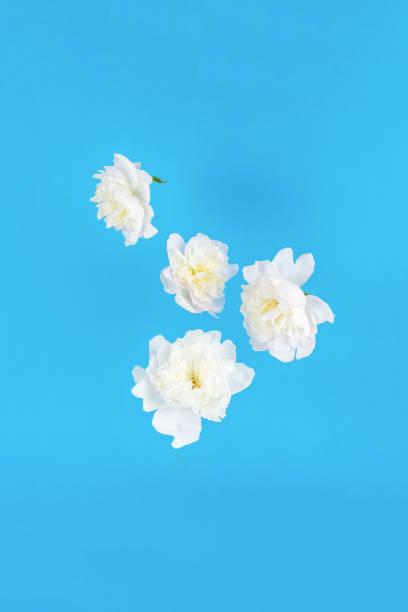 istock Beautiful white flowers floating on a blue background. 1407224823