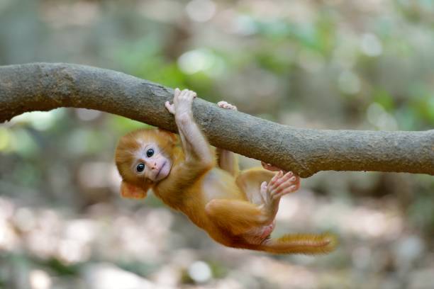 This is a wild macaque population,They live in the hills and  woods of Guilin,It already has more than 46 years.\nBecause people's care and love,The wild population is growing.\nAt the beginning of every summer, the rhesus monkey population enters its baby boom, during which cute little monkeys are often seen.