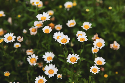 White daisies bloom in the field