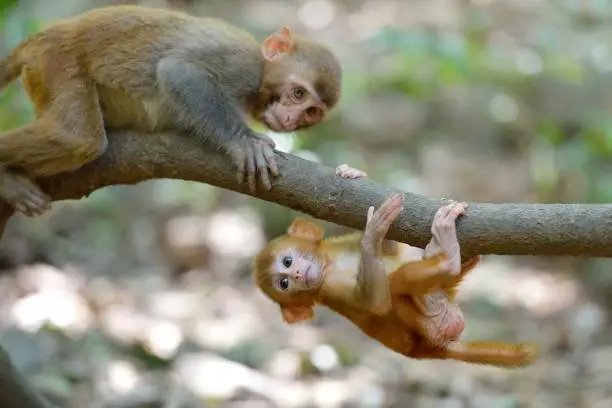 Photo of Innocent and happy rhesus monkey babies