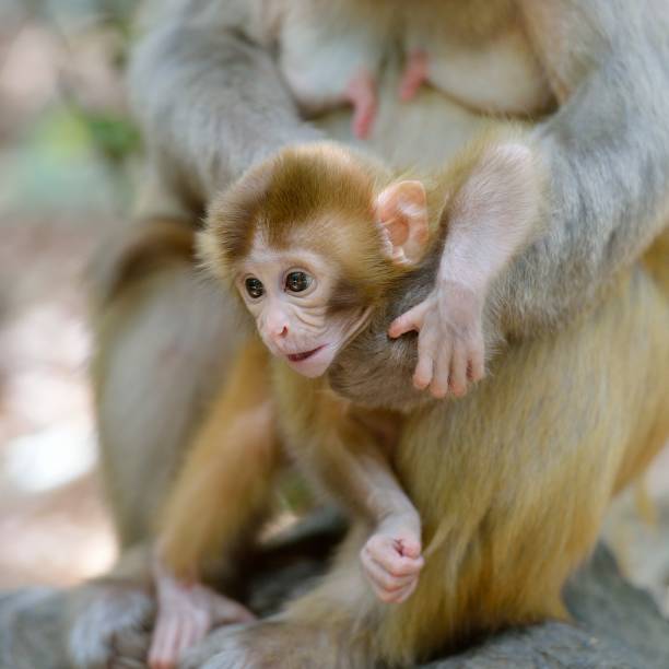 istock rhesus mother and her infant monkey 1407228287