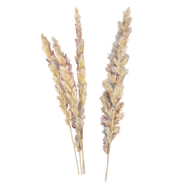 istock Set watercolor boho bouquet dried flower isolated on white background. Hand-drawn beige spikelet. Nature clipart for wedding celebration invite. Creative object for card, wallpaper wrapping, textile 1407228302