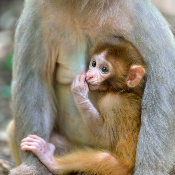istock rhesus mother and her infant monkey 1407228318