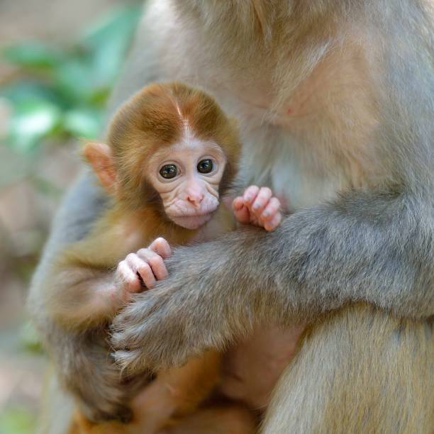 istock rhesus mother and her infant monkey 1407228325