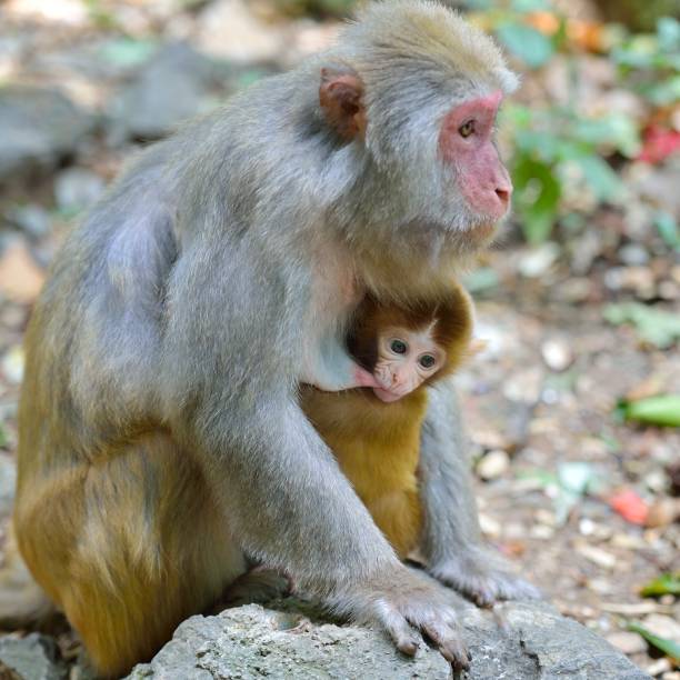 istock rhesus mother and her infant monkey 1407228326
