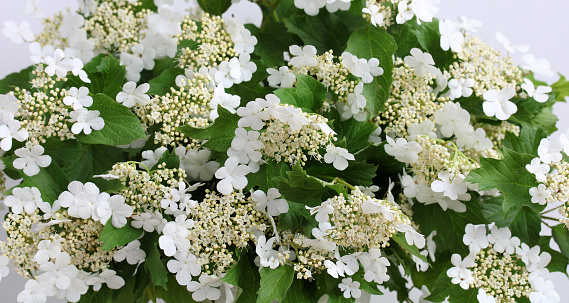 flowers and leaves of viburnum close-up as a natural floral background.