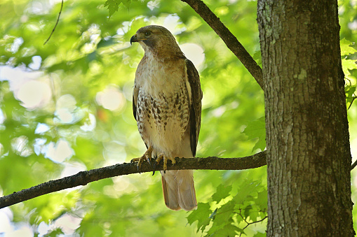 Adult red-tailed hawk against the forest canopy in summer, showing the head in profile and the dark streaks on the belly. Note: The red of the tail is less visible from this angle. The hawk is 
