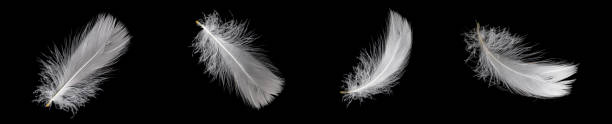 istock white feather of a goose on a black background 1407229983