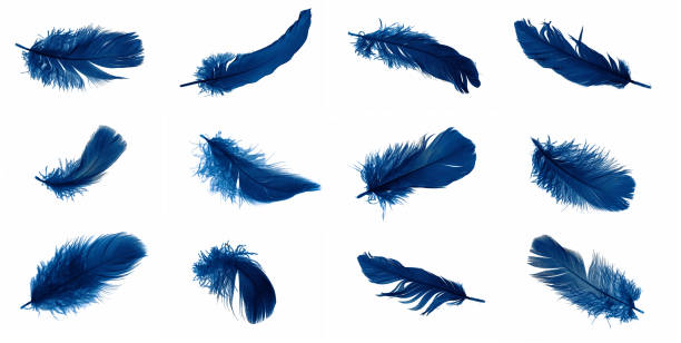 istock blue goose feathers on a white isolated background 1407229995