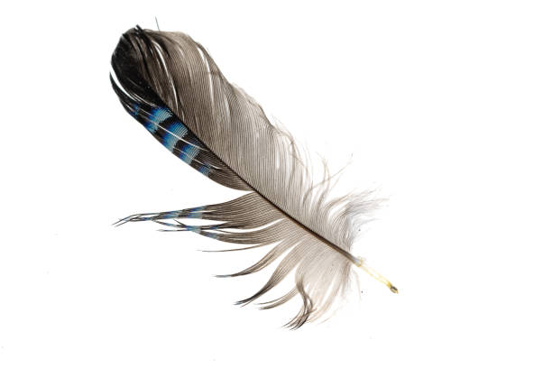 istock blue with black striped jay feather on white isolated background 1407230001
