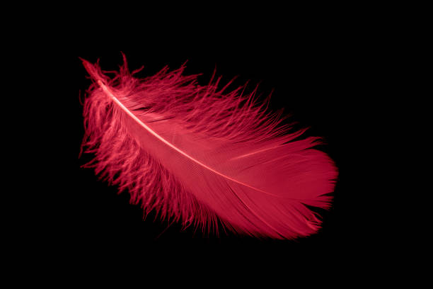 istock a red goose feather on a black isolated background 1407230010
